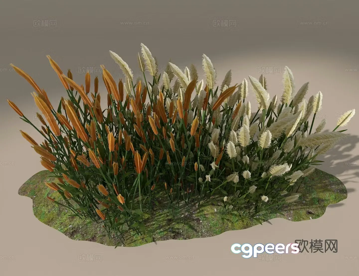 Reed 3d model