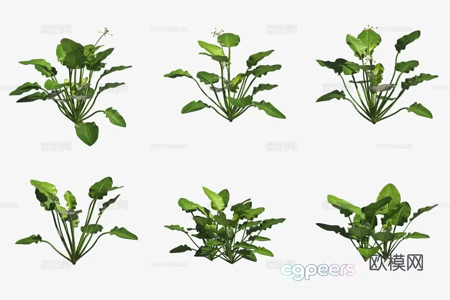 Aquatic grass crown grass aquatic plants 3D model