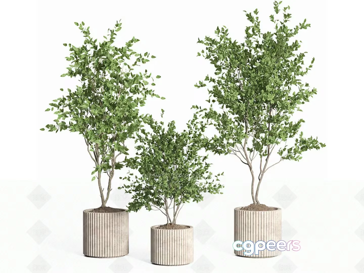 Three Potted Plants 3D Model – 14086 – VRAY Render