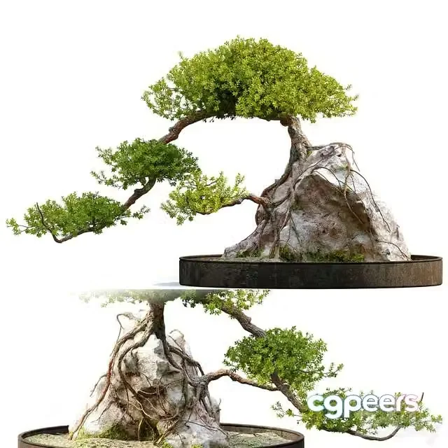 3ds Max Free – Bonsai plant_04