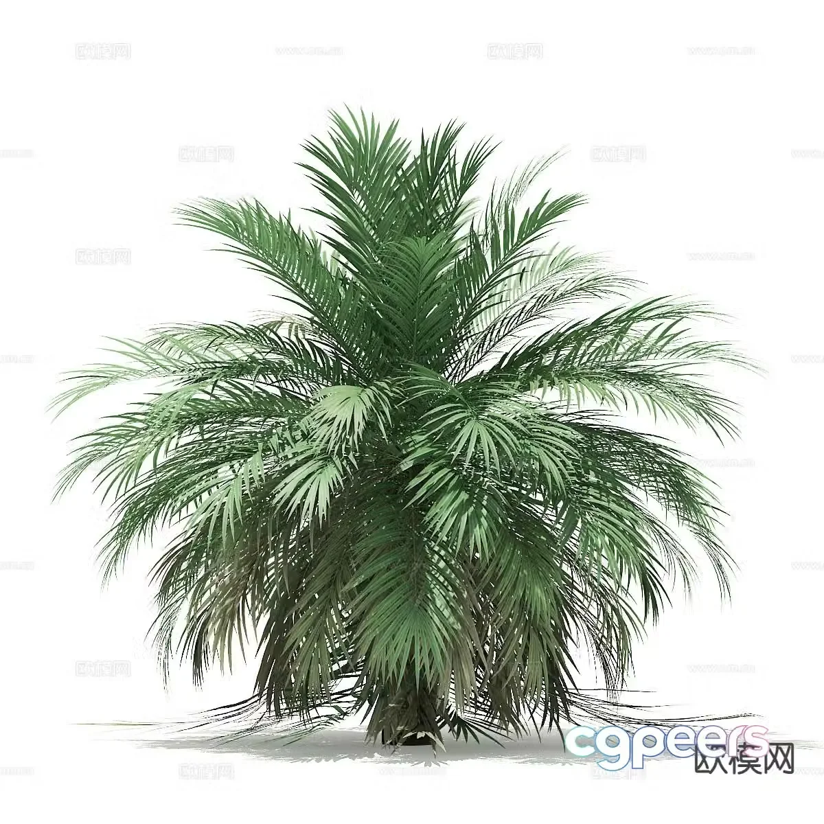 Trees Landscape Trees Street Trees Palm Trees 3D Model