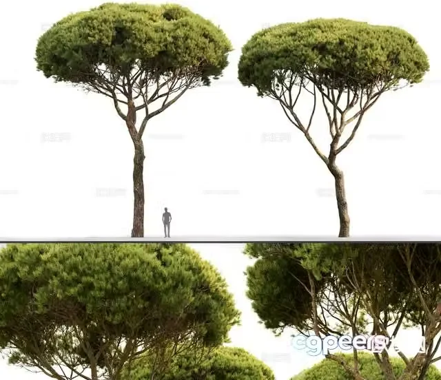 Landscape tree tree big tree 3d model