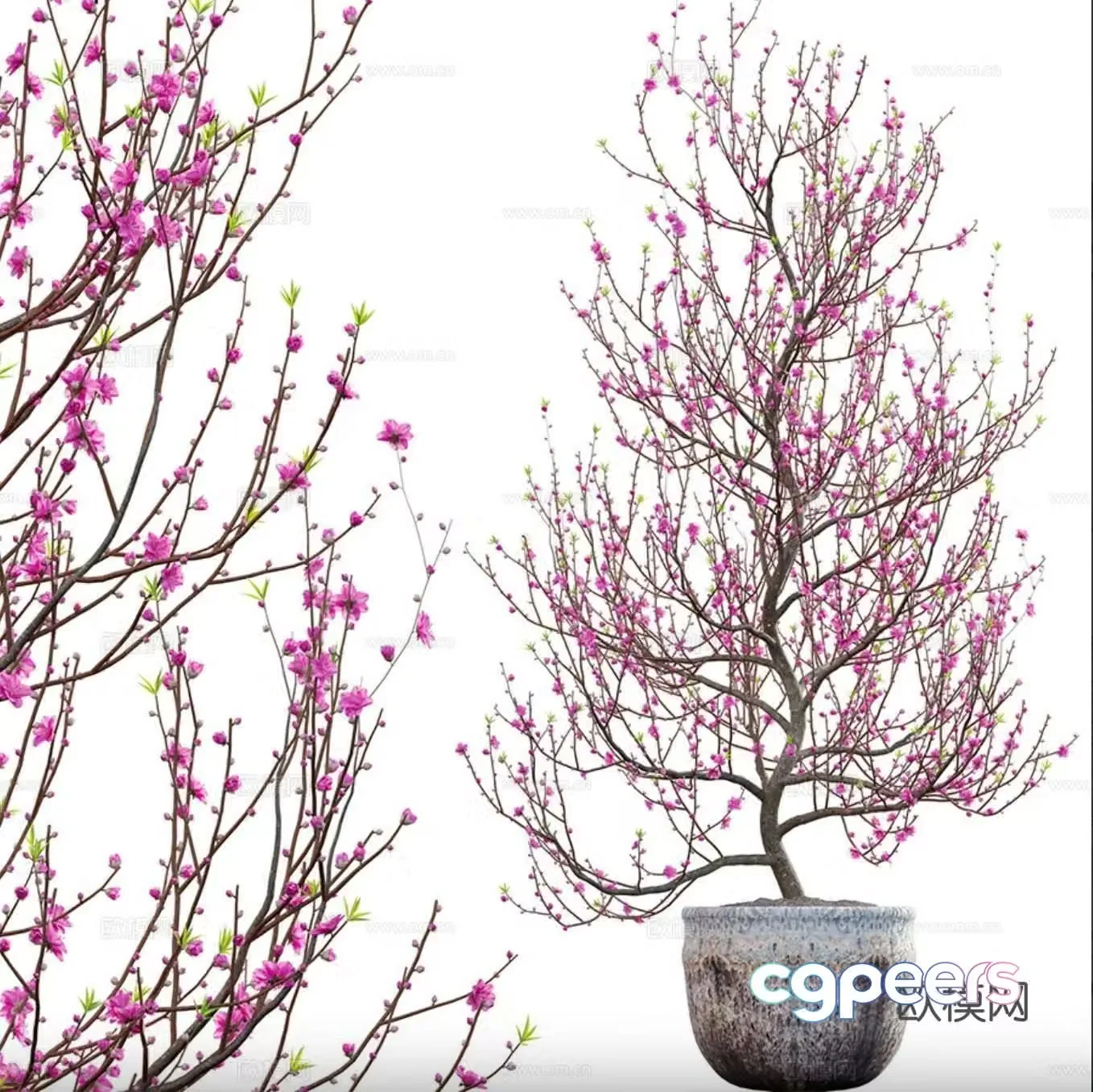 Peach blossom tree potted plant 3d model