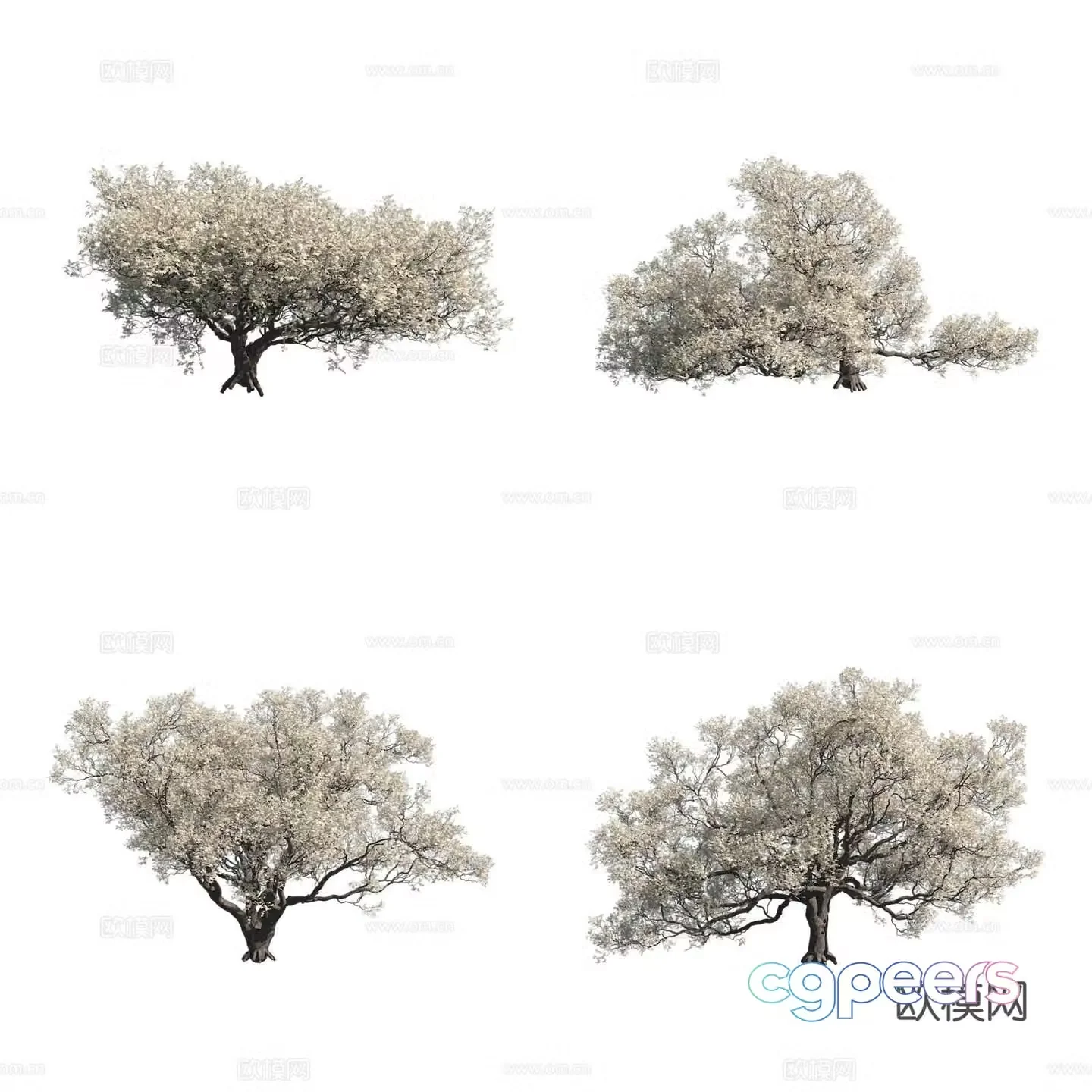 California live oak tree North American tree flower tree 3d model