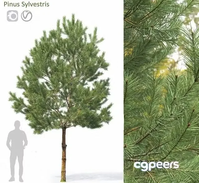 3ds Max Free – Pinus Sylvestris 33