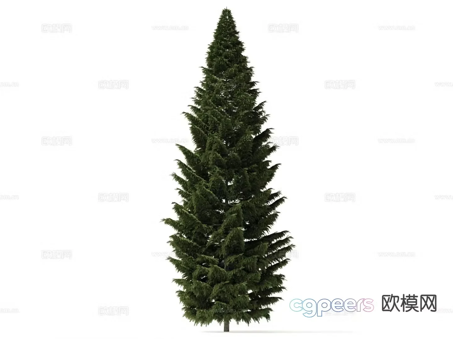 Pine Tree Cypress Tree 3D Model