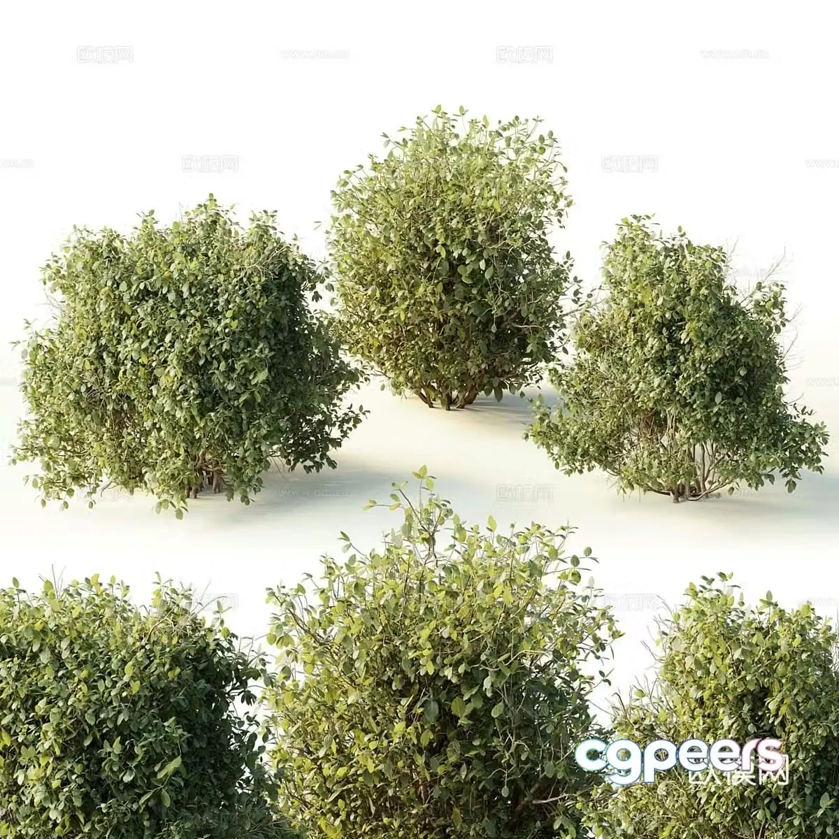 Dwarf plant 3d model