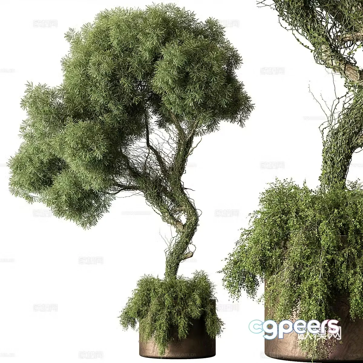 3D model of bonsai pot plant