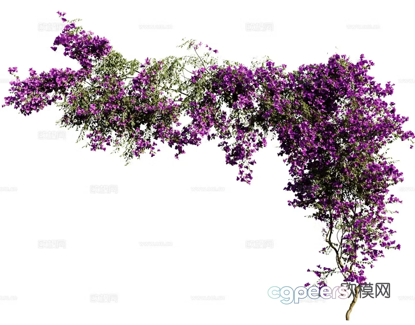 Modern vine 3d model