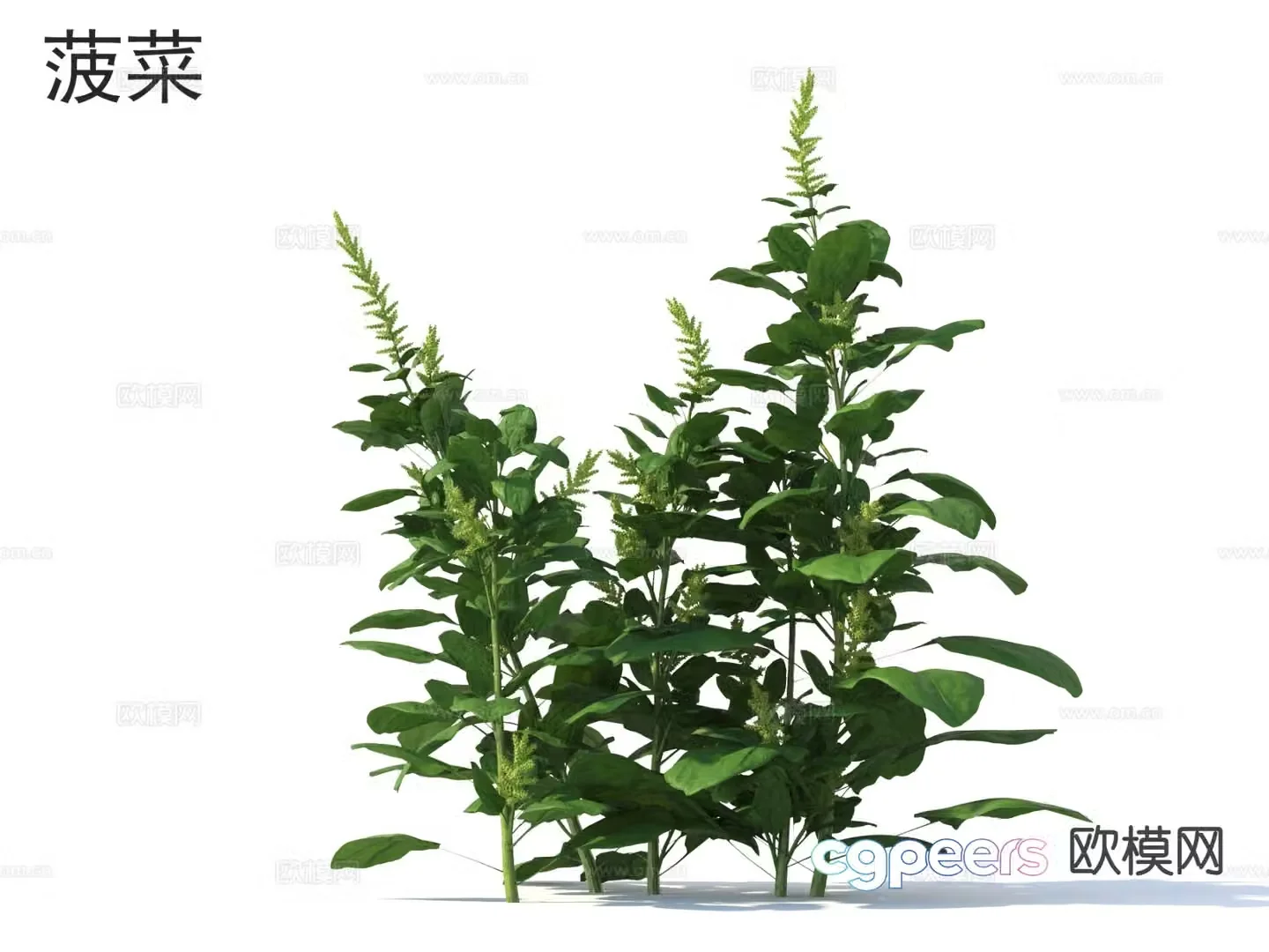 spinach vegetable 3d model