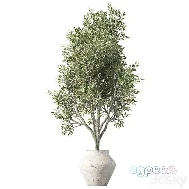 3ds Max Free – Olive Tree Plant Indoor Set.230