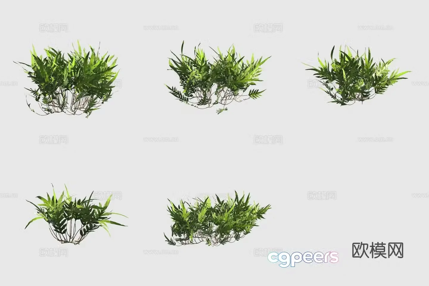 Tumor Fern Hawaiian Plant 3D Model