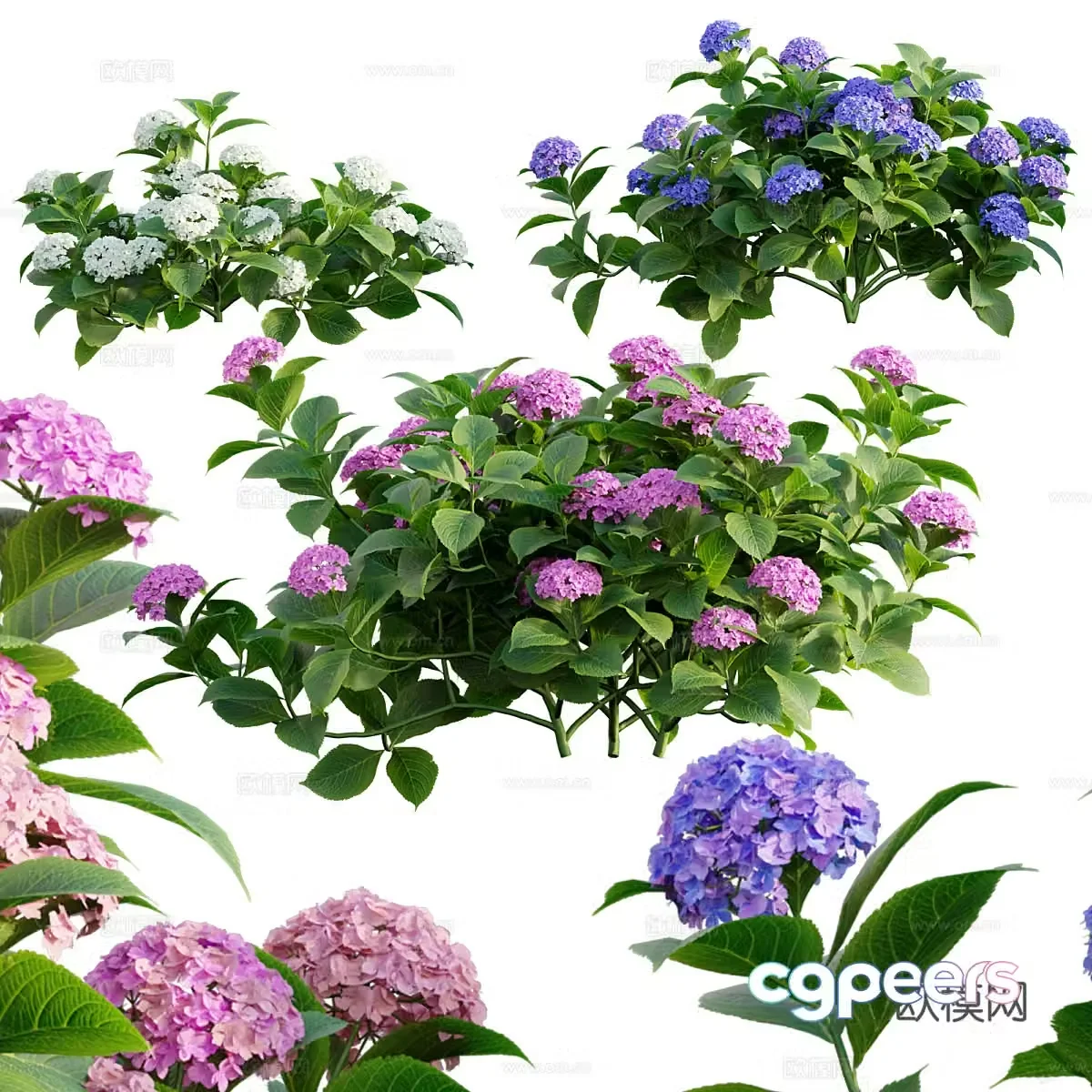 Hydrangea 3d model