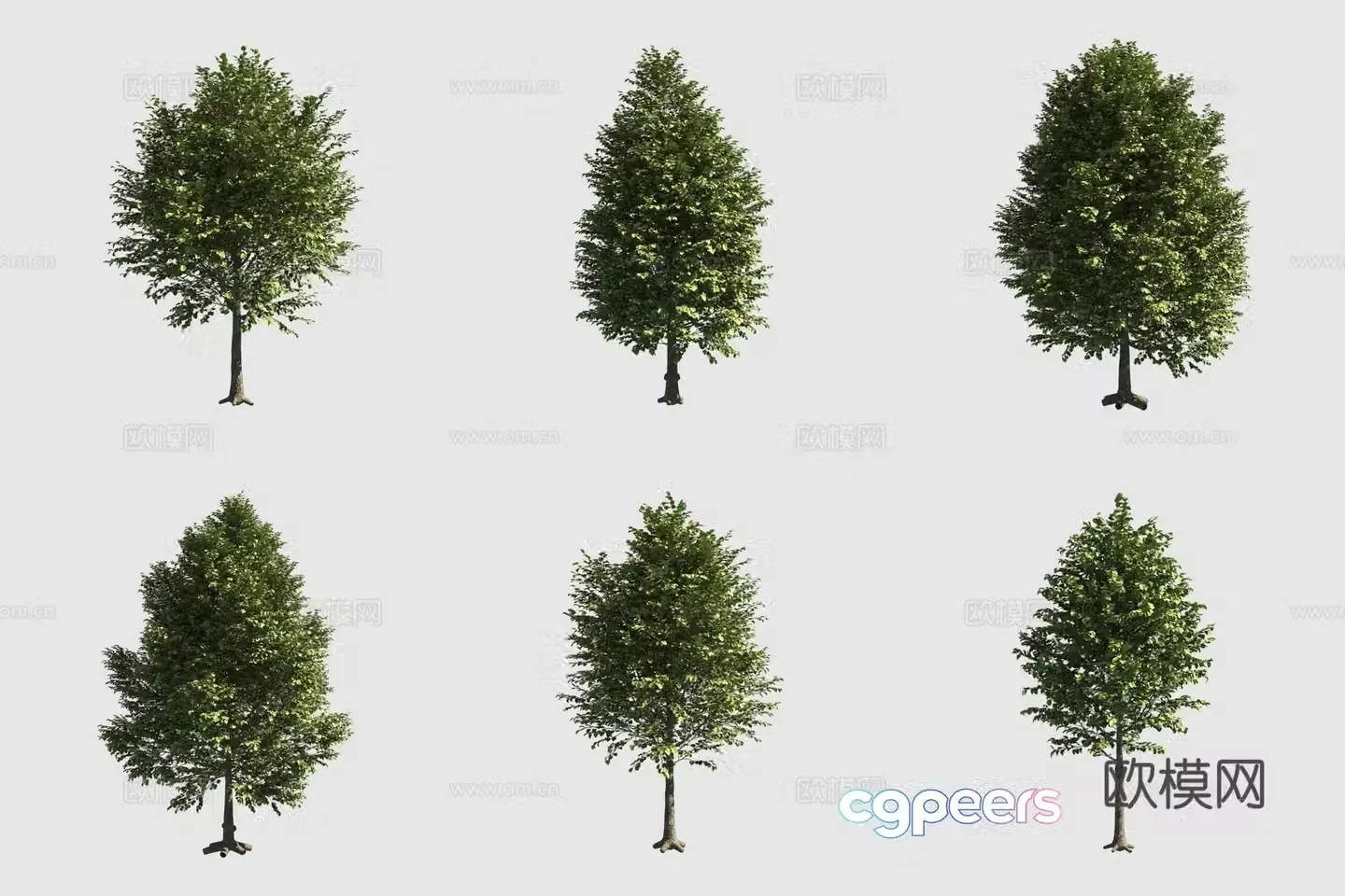 European linden European linden street tree 3d model