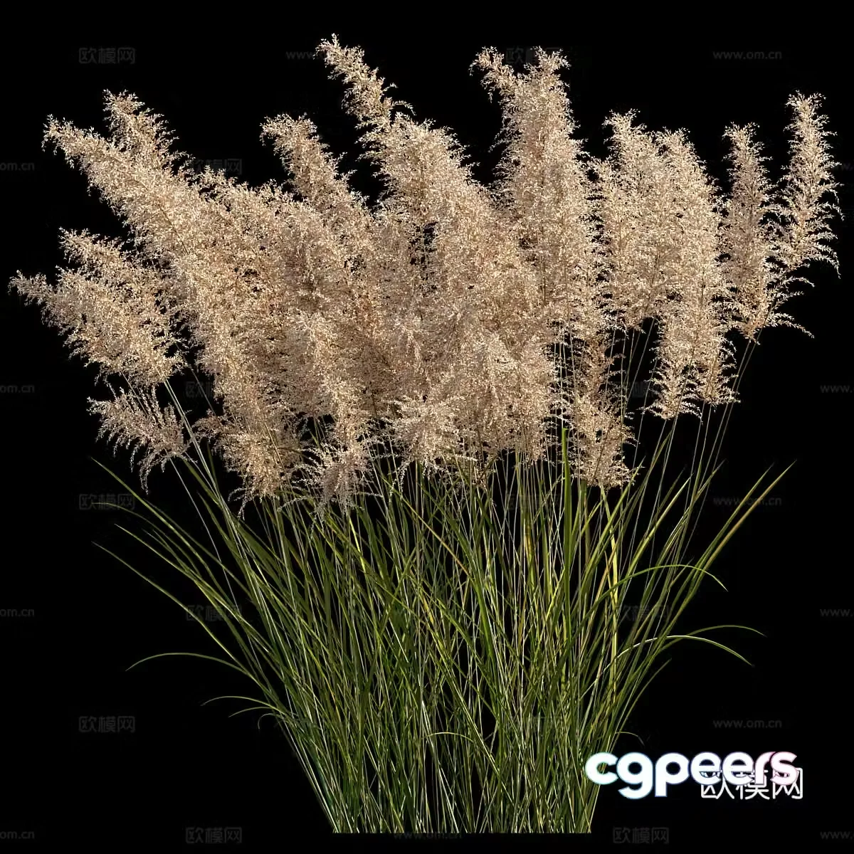 Pampas grass 3d model