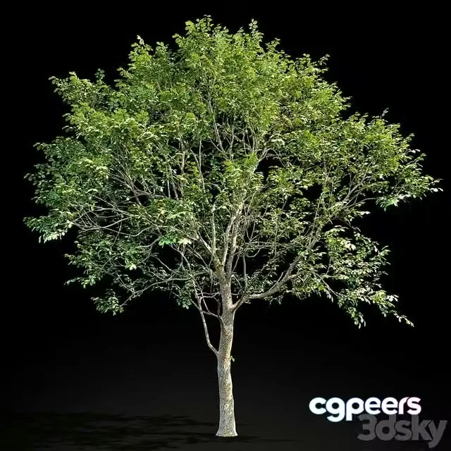 3ds Max Free – Elm (Elm) 8 m
