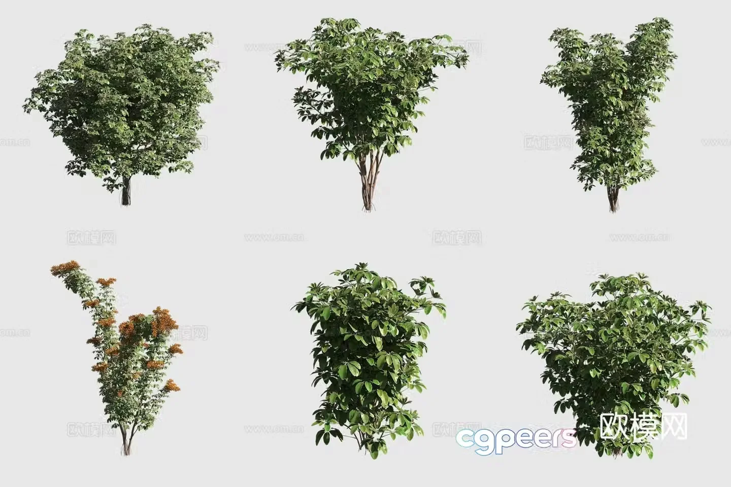 3D model of Hawaiian plants