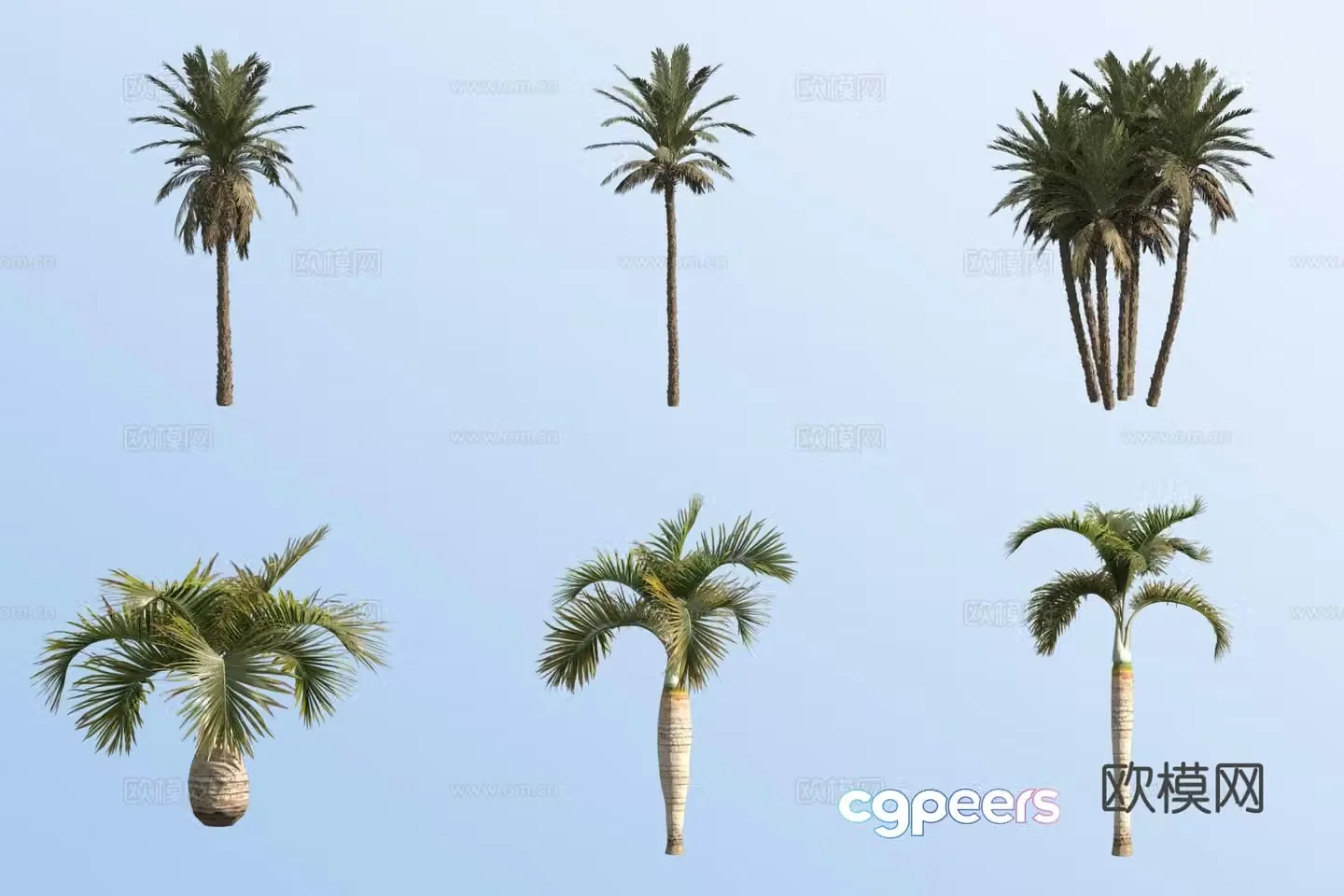 Date palm tree Wine bottle coconut tropical tree 3d model