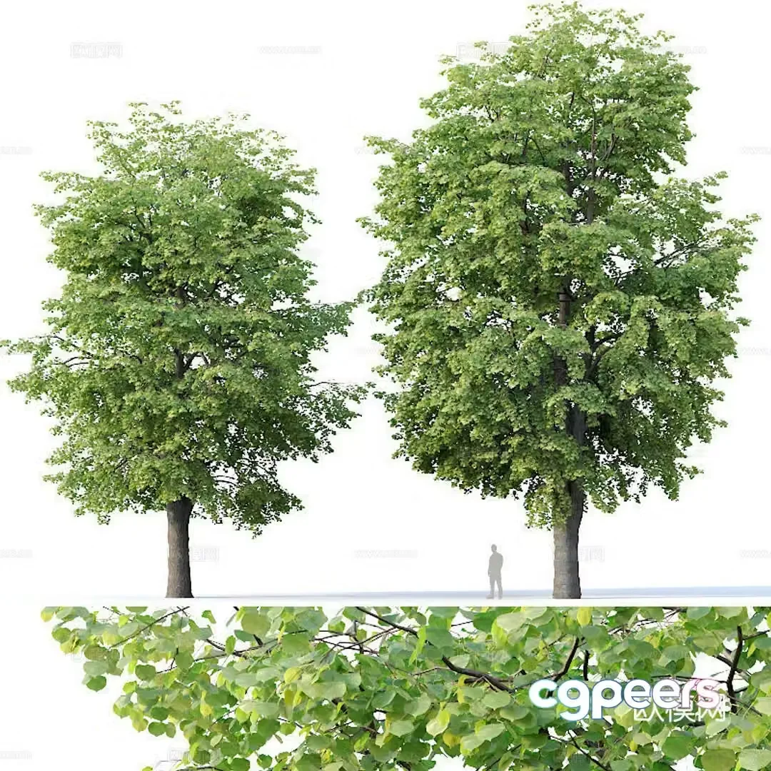 linden tree 3d model