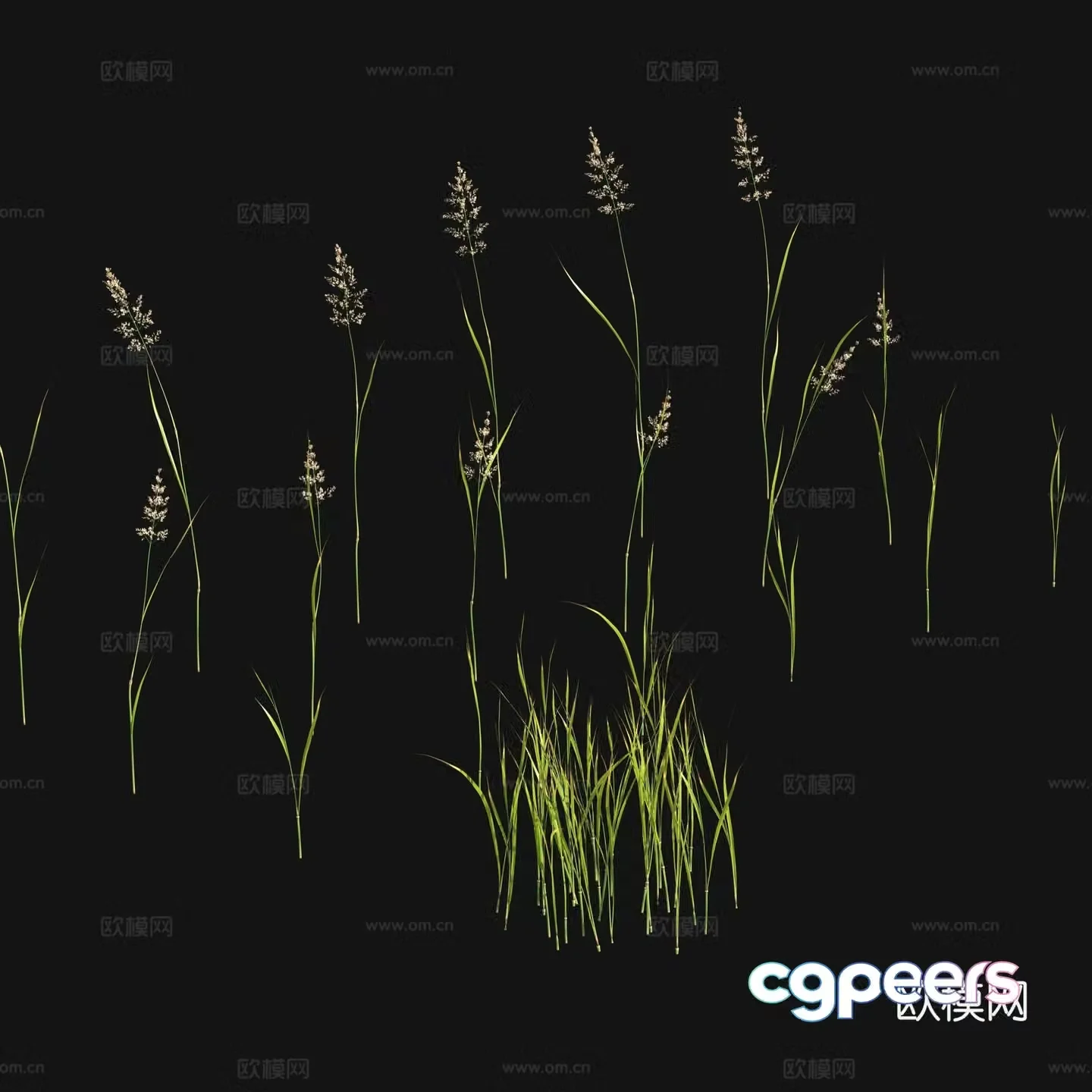 Flowers and plants Grass seeds 3d model