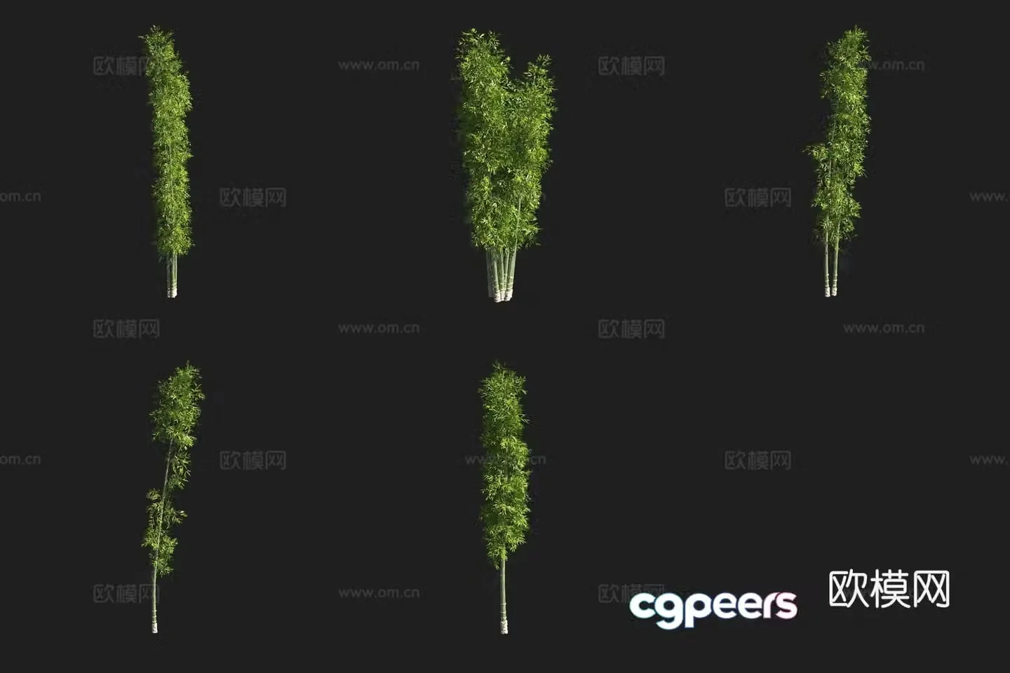 Dragon Bamboo 3D Model