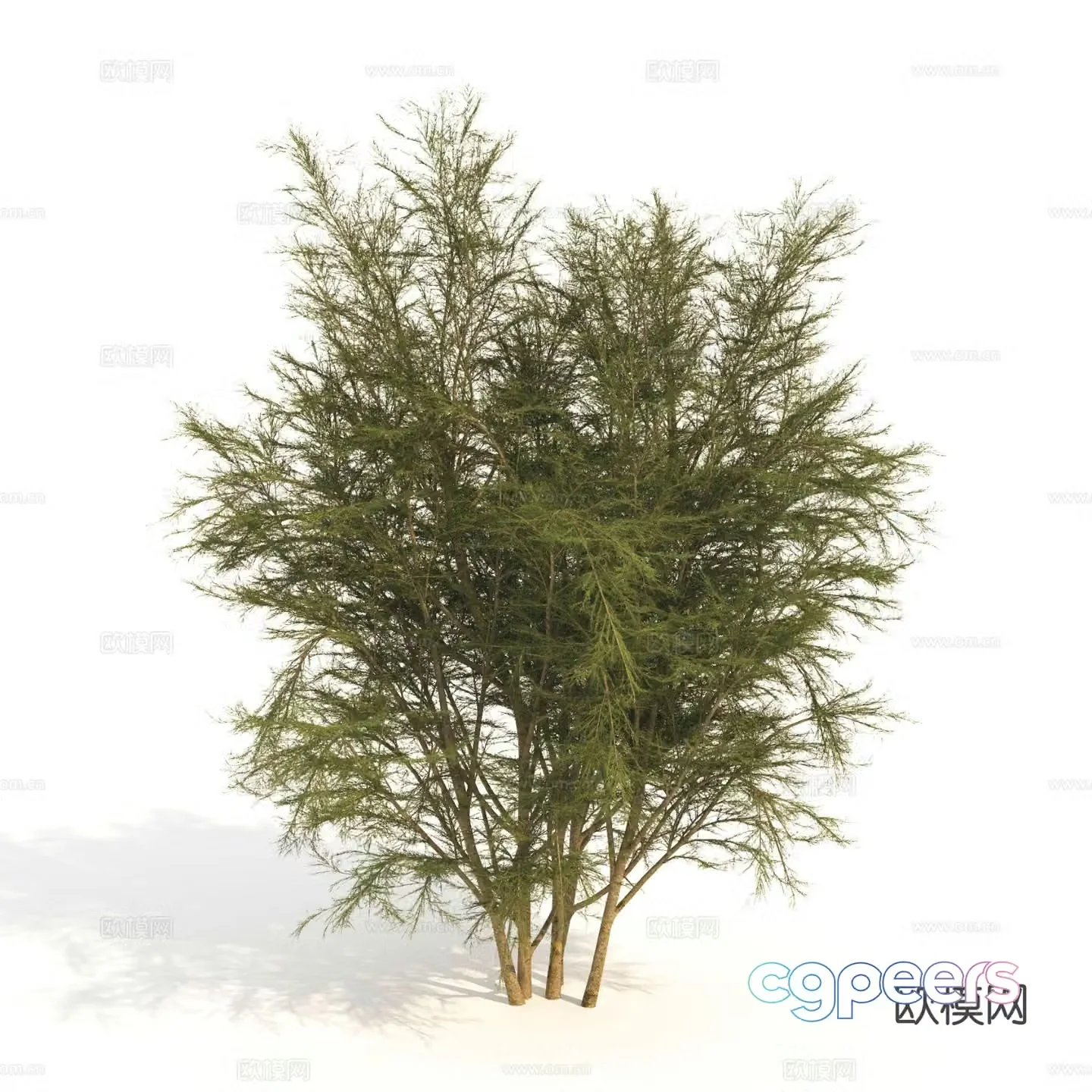 plant green plant shrub dwarf tree landscape tree 3d model