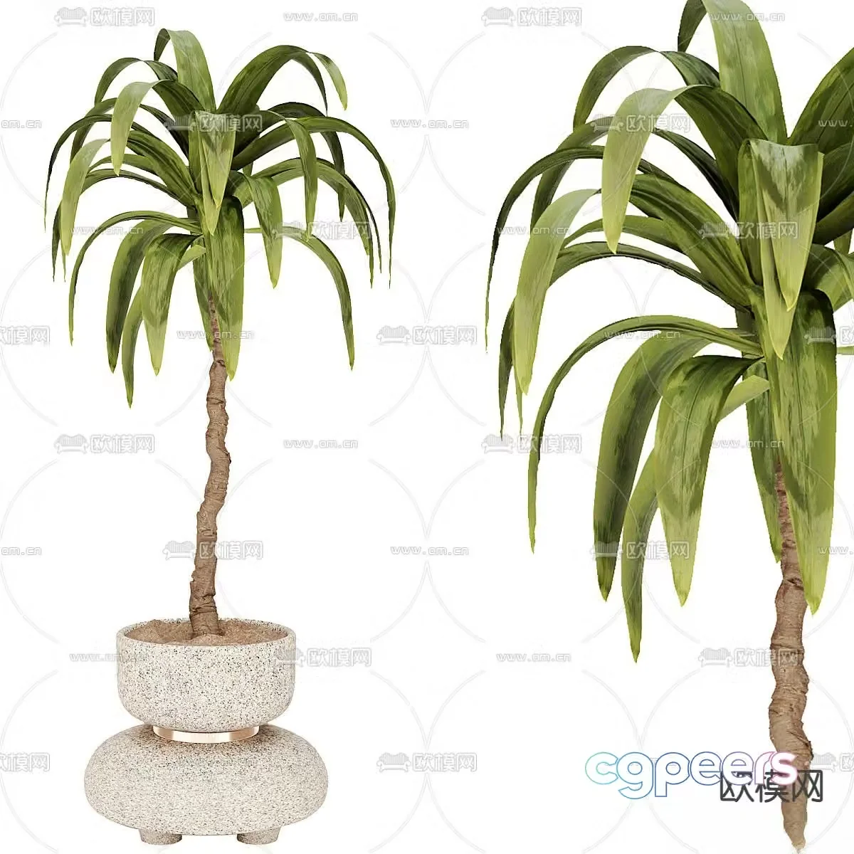 Green plant potted 3d model