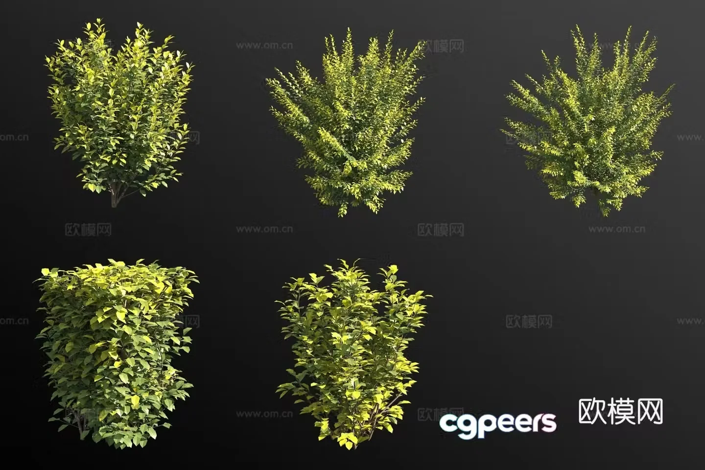 Golden Leaf Privet Shrub Modeling Shrub 3D Modeling