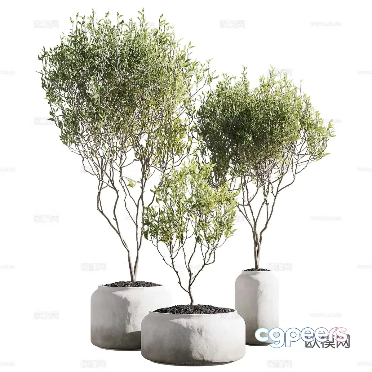 New Chinese style wasabi green plant potted 3D model
