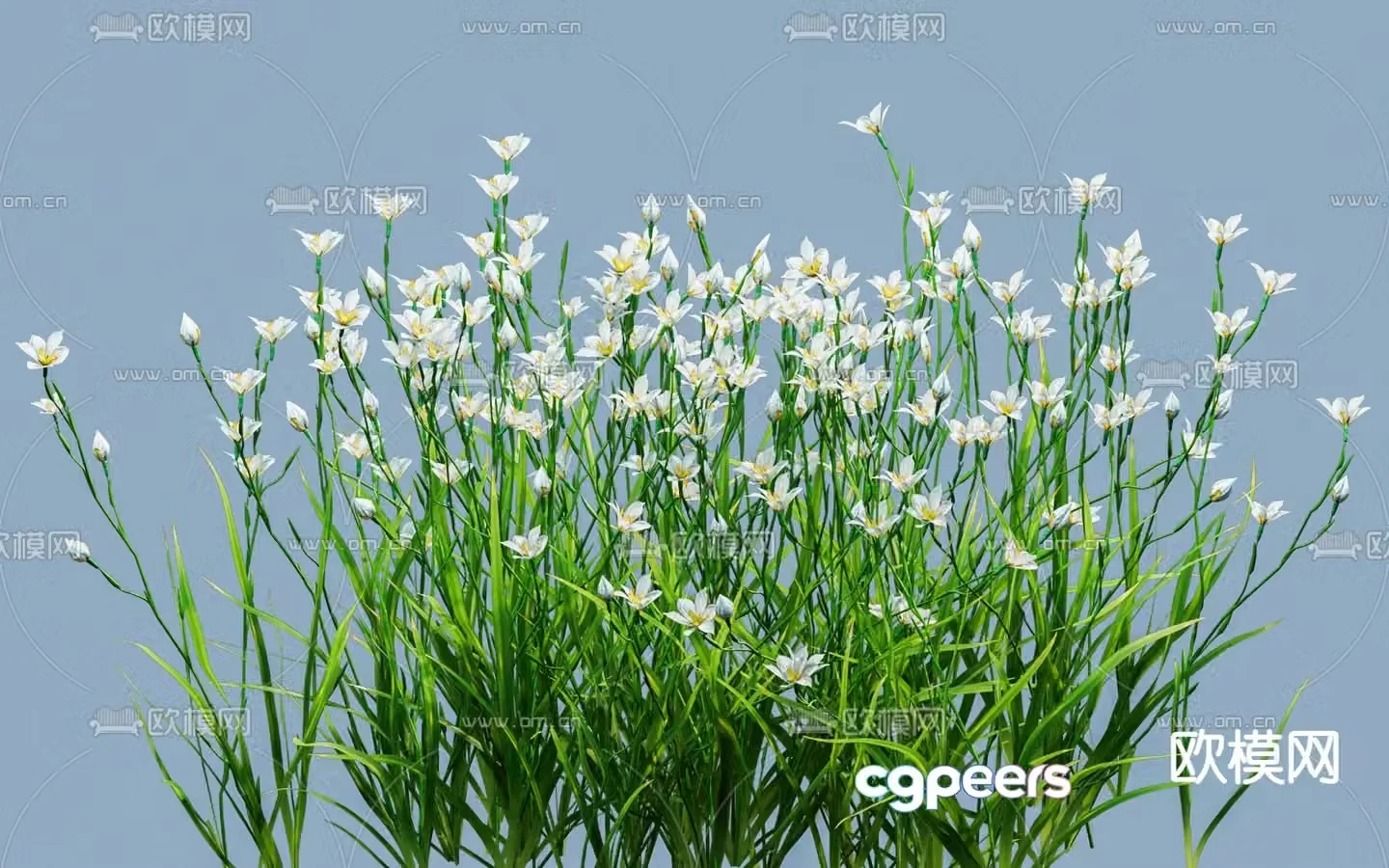 Onion Orchid Narcissus 3D model