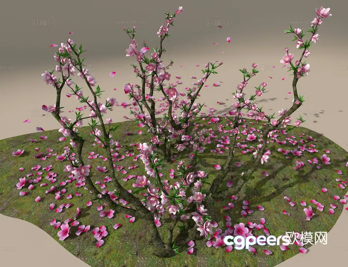 Peach Tree 3D Model
