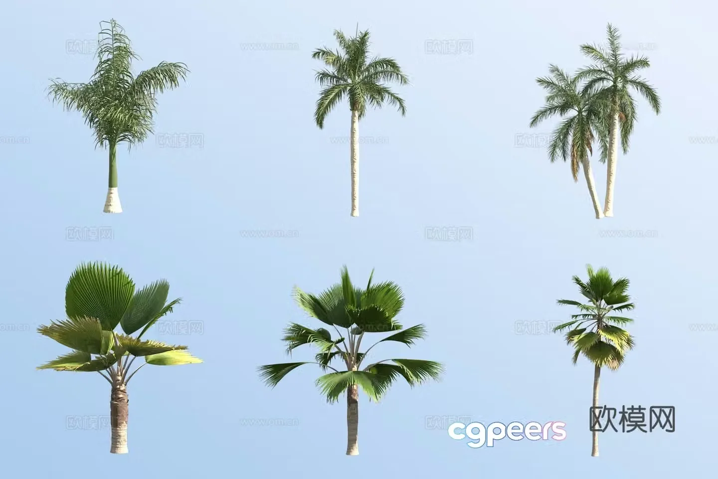King Coconut Tree Fiji Golden Palm Tropical Tree 3D Model