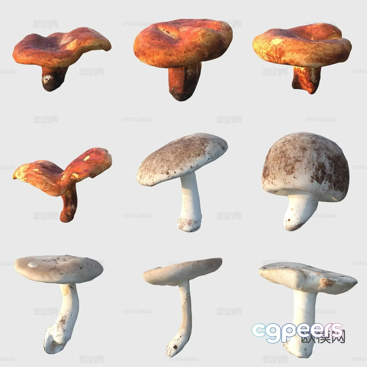 Food Vegetables Mushrooms Mushrooms 3D Model