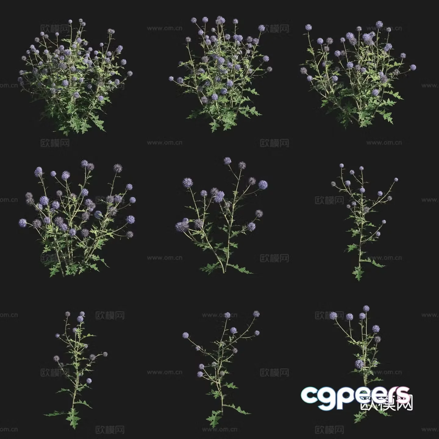 Hard leaf blue thorn head shrub flowers and plants grass plants 3D model