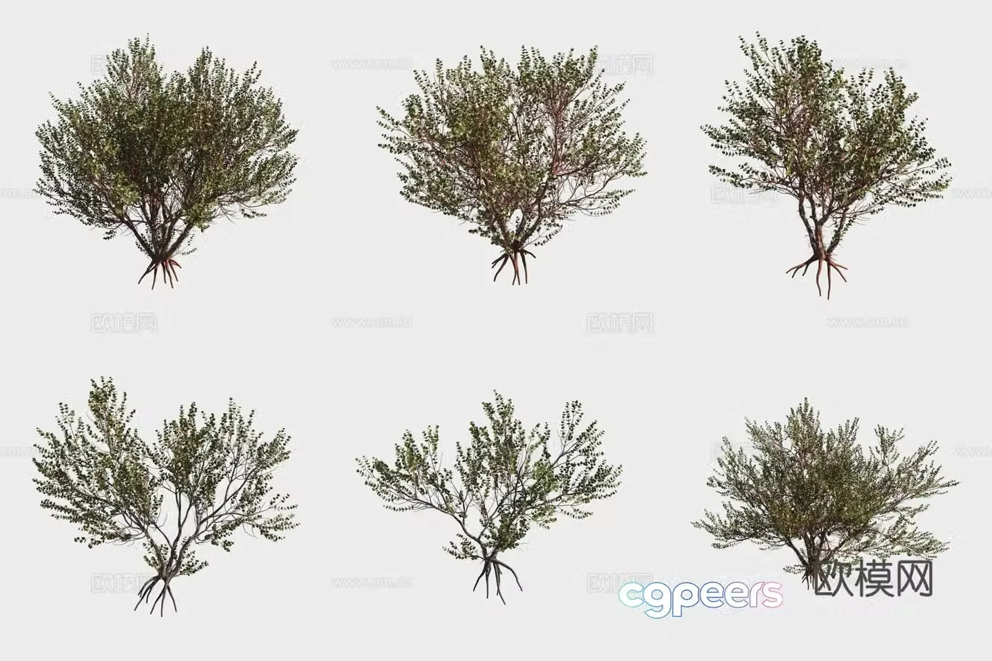 3D model of Eucalyptus Eucalyptus Trees