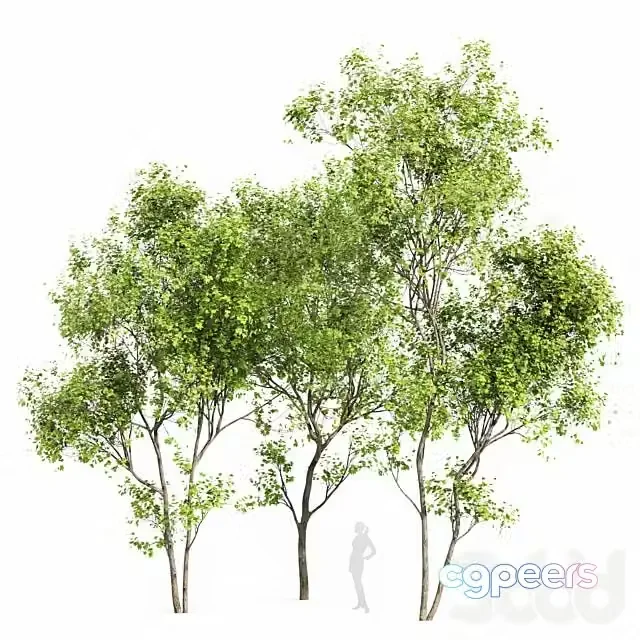 3ds Max Free – Real Tree Acer Saccharinum Summer