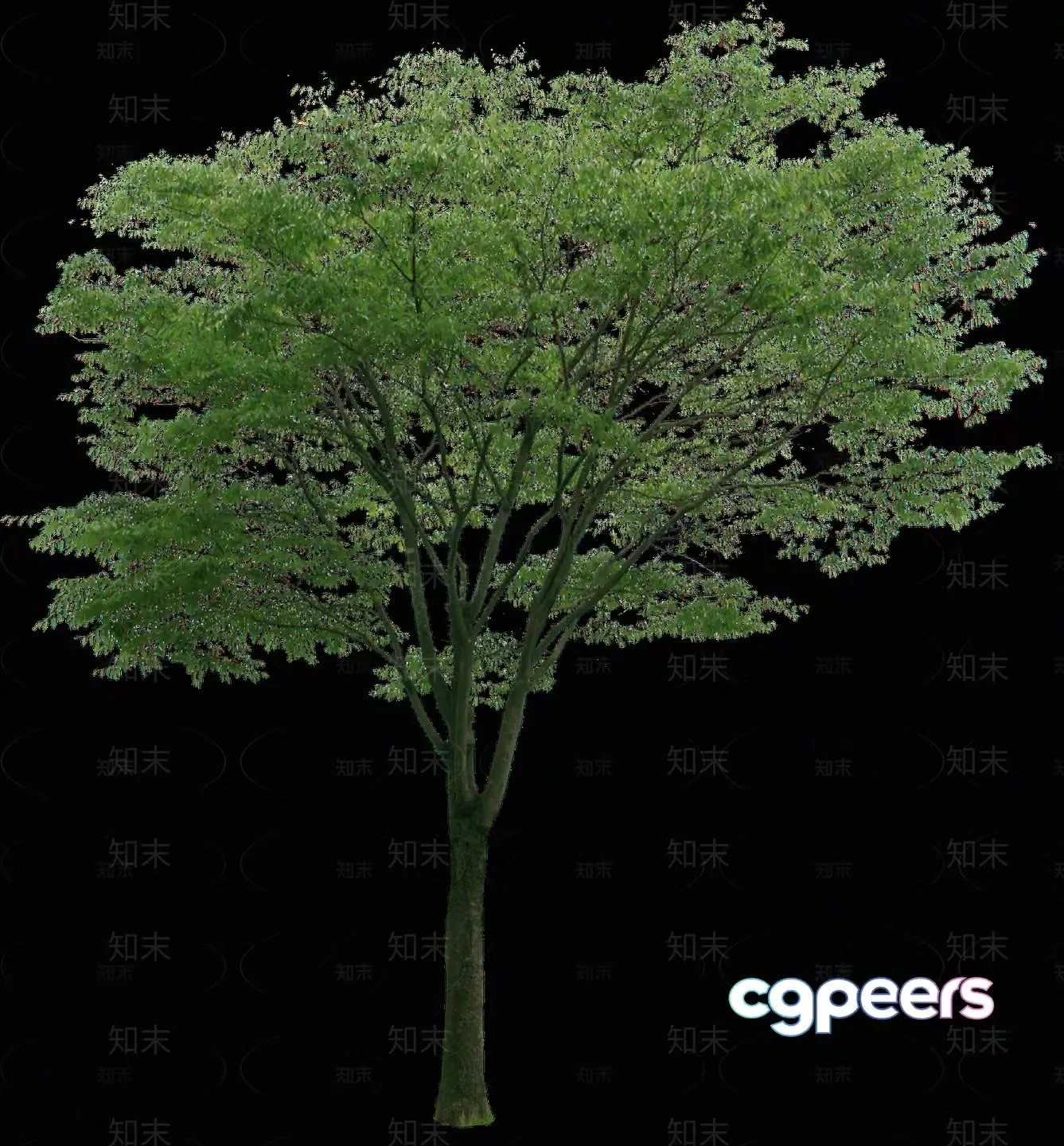 A Tree With Green Leaves 3D Model – 5635 – VRAY Render