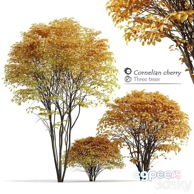 3ds Max Free – Cornelian cherry