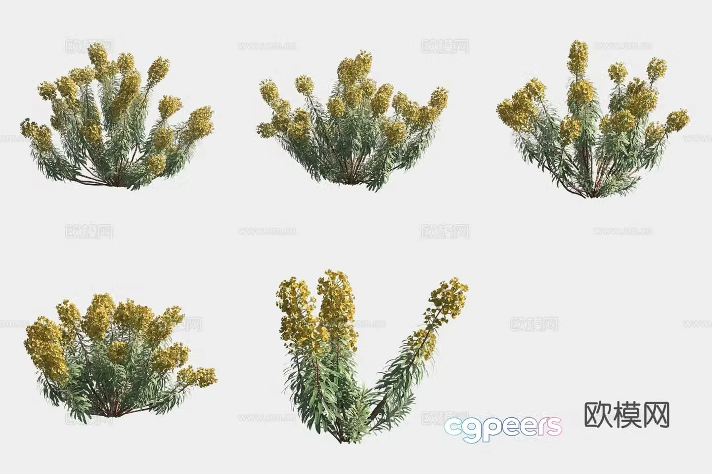 Wolfen Euphorbia Flowers and Plants 3D Model