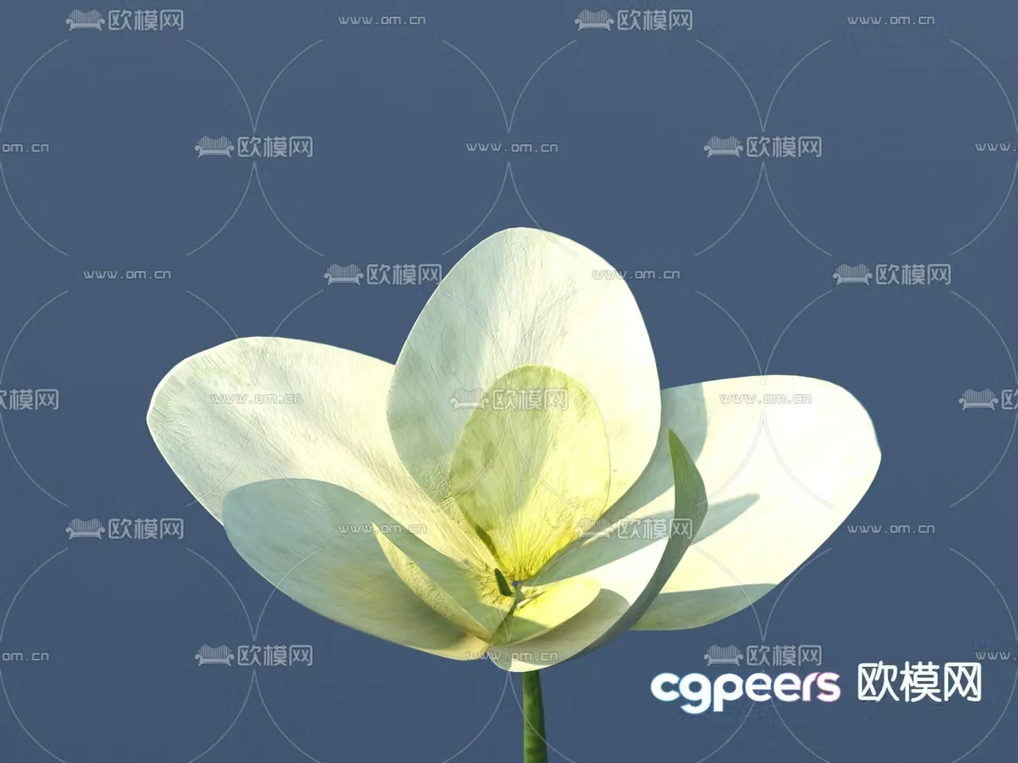 Flowers Wild Flowers 3D Model