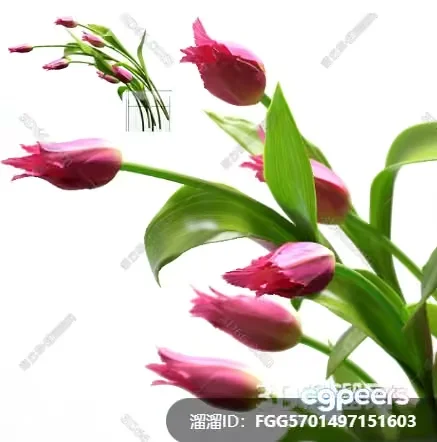 Tulips With Green Leaves 3D Model – 3429 – VRAY Render