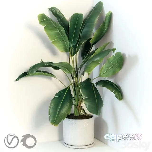 3ds Max Free – Plant Strelizia in a concrete pot