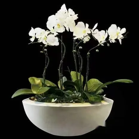 White Orchid In Bowl 3D Model – 2949 – VRAY Render