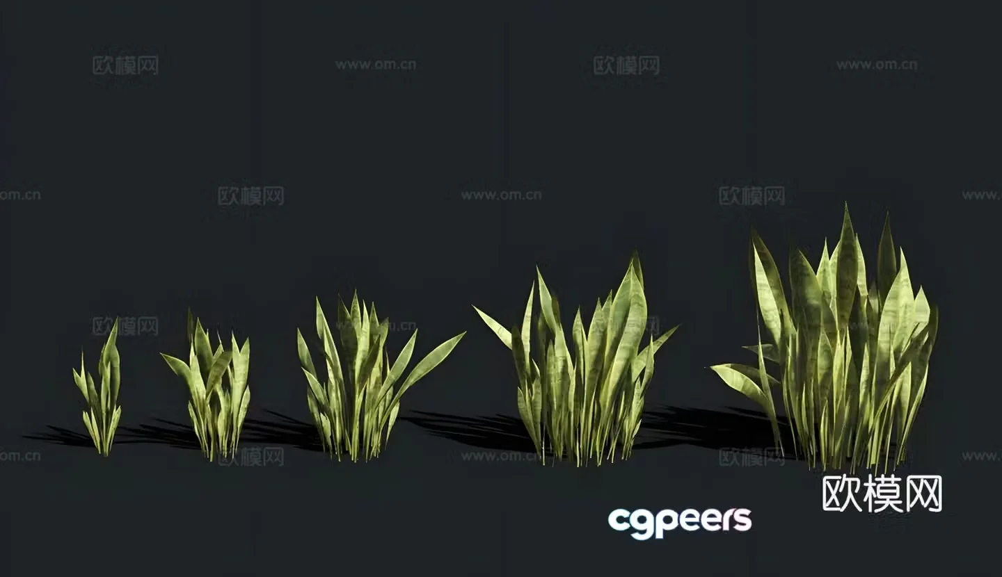 Tiger tail orchid 3D model
