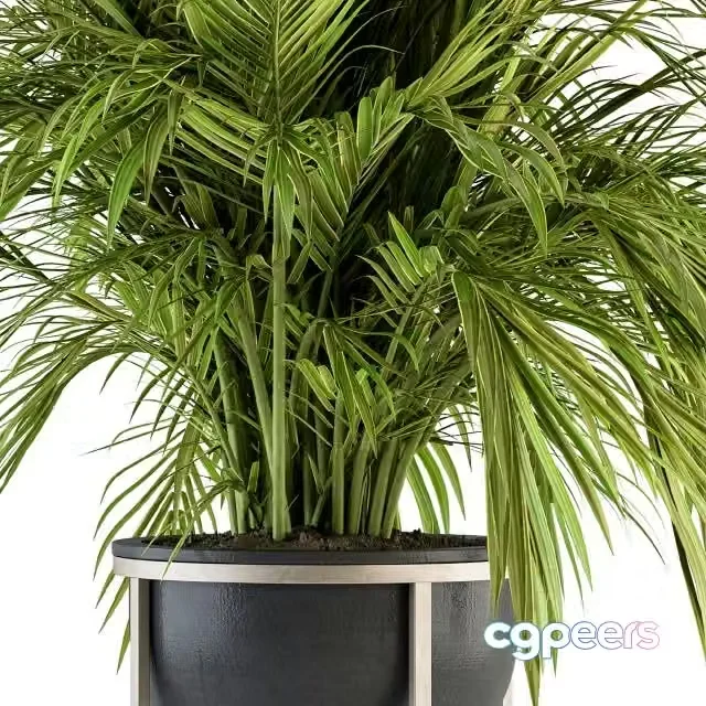 3ds Max Free – indoor Plant Set 158 – Tropical Plant