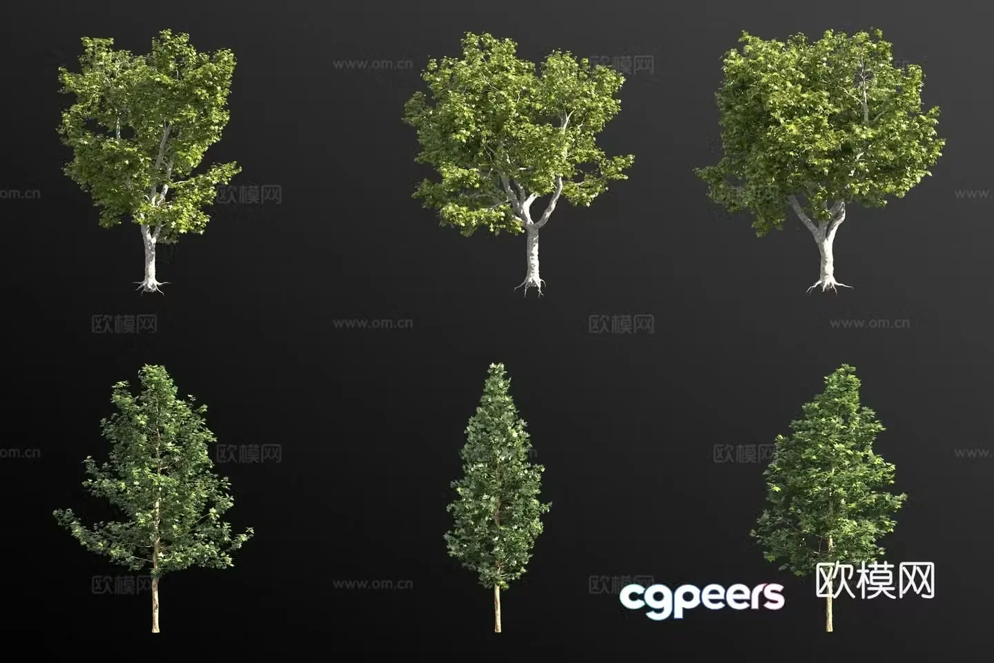 Two-ball sycamore landscape tree 3d model