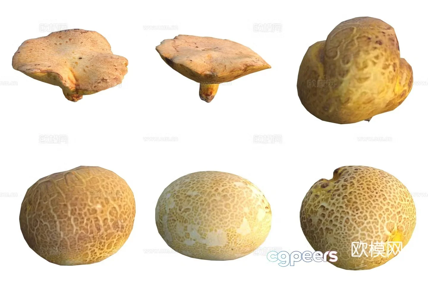 Mushroom fungi 3D model