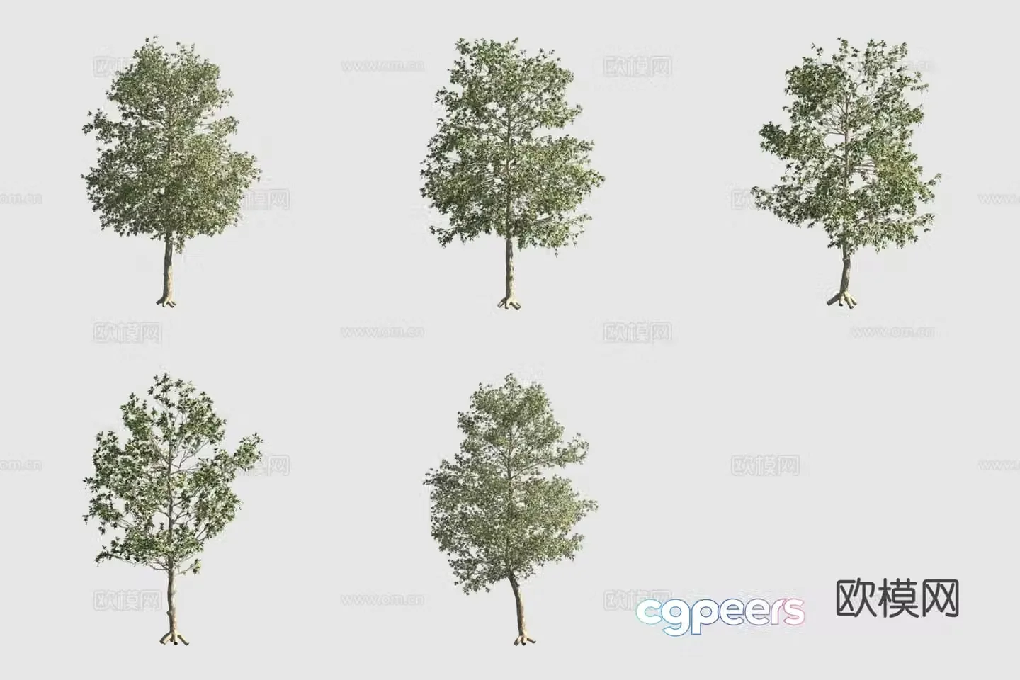 California sycamore sycamore tree sidewalk tree 3d model