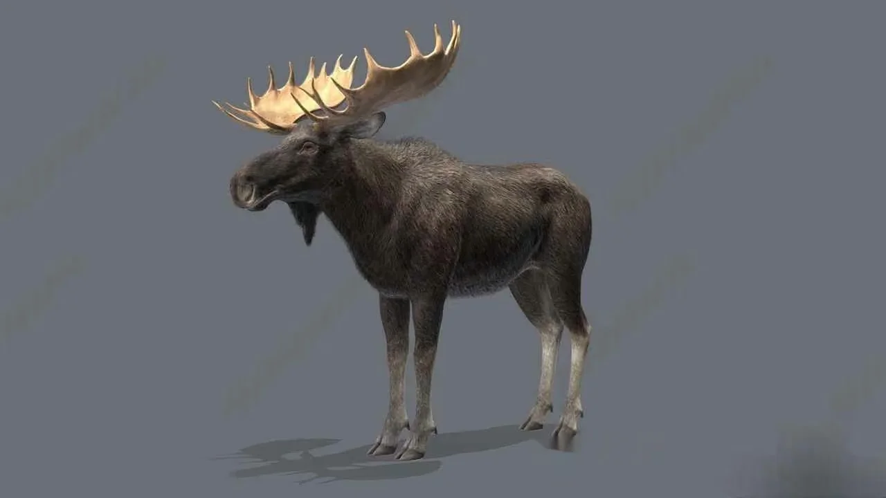 A Large Moose 3D Model – 2956 – VRAY Render