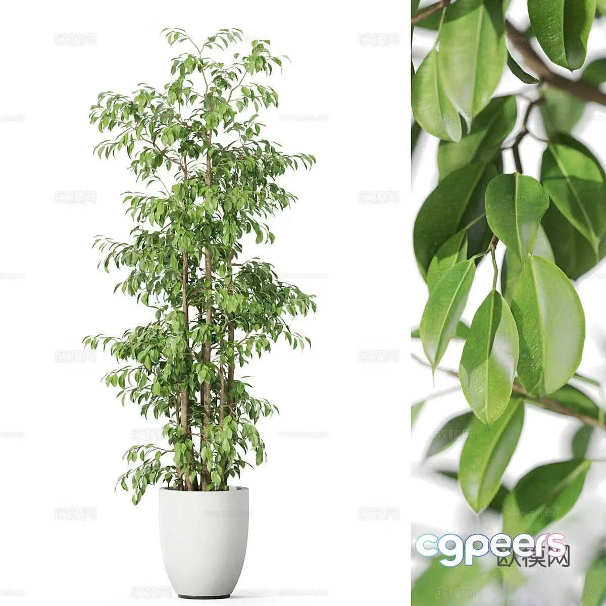 Modern green plant potted 3D model